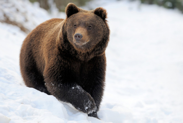 El gran deshielo americano