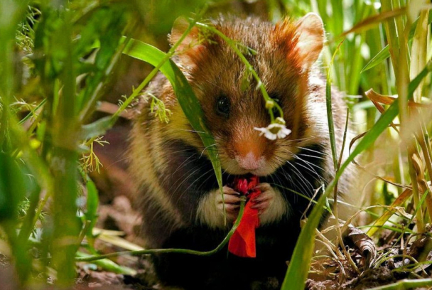 El campo de cereales