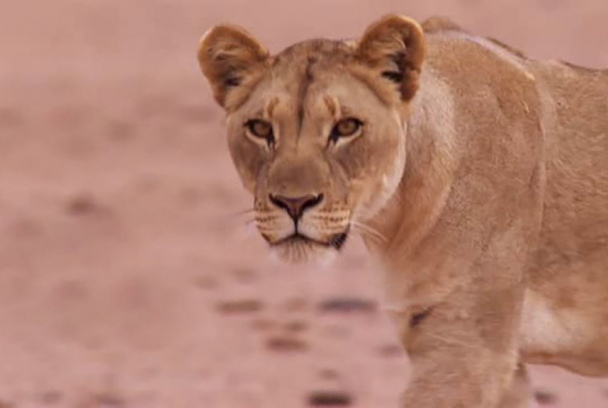 Leones del desierto