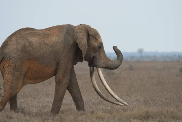 Elefantes: el ocaso de los gigantes