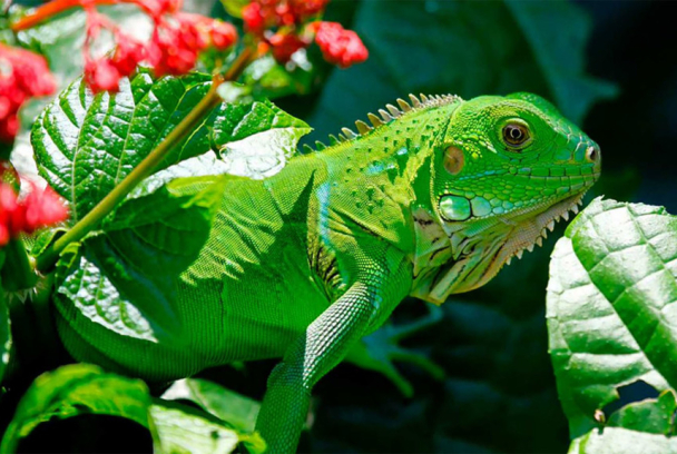 El Caribe salvaje. Los ritmos de la vida