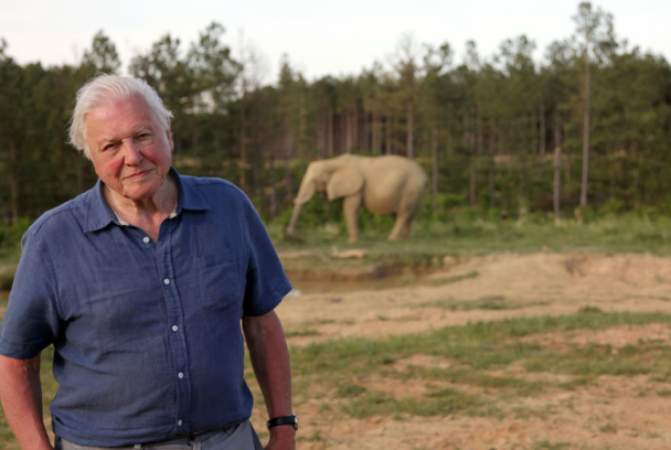 David Attenborough y el elefante gigante