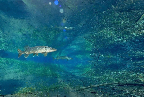 El río invisible. Bajo el agua entre la Selva Negra