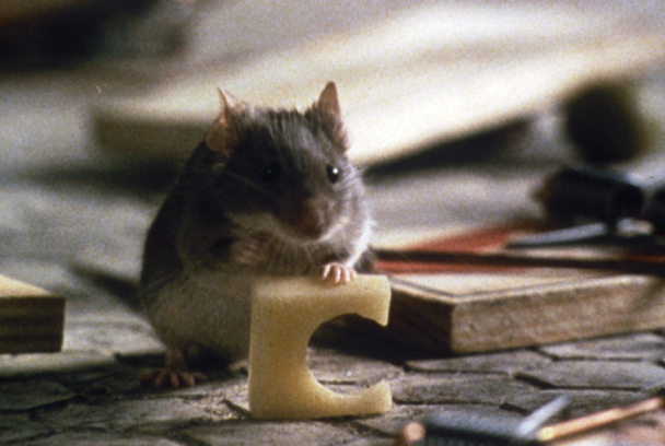 Un ratoncito duro de roer