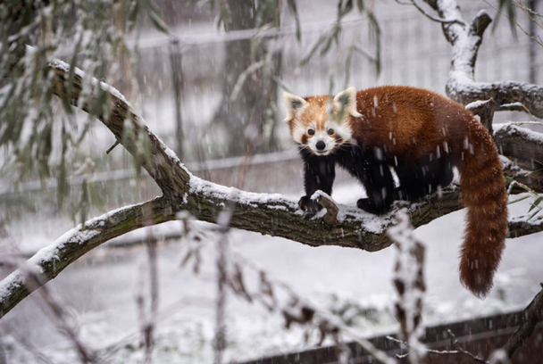 El panda rojo: El animal más bonito del mundo