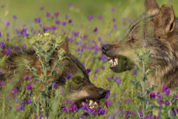 Barbacana, la huella del lobo