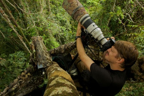 Seductors alats. Els ocells del paradís