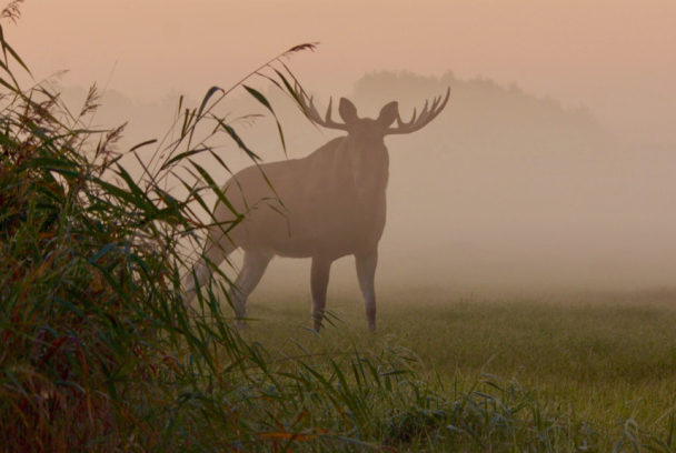 Los alces de Matsalu