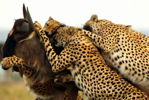 Los cinco increíbles. El cuento del guepardo