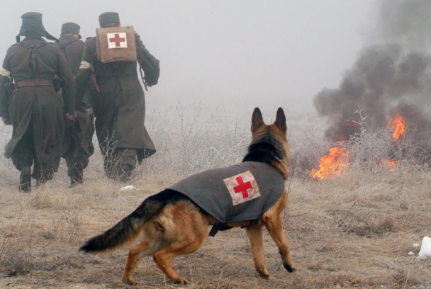 Las nuevas aventuras de Rin Tin Tin