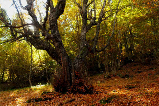 El señor de los bosques