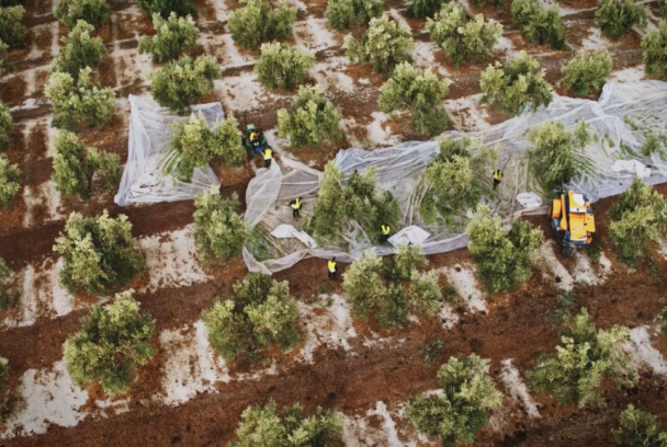 Jaén, Virgen & Extra