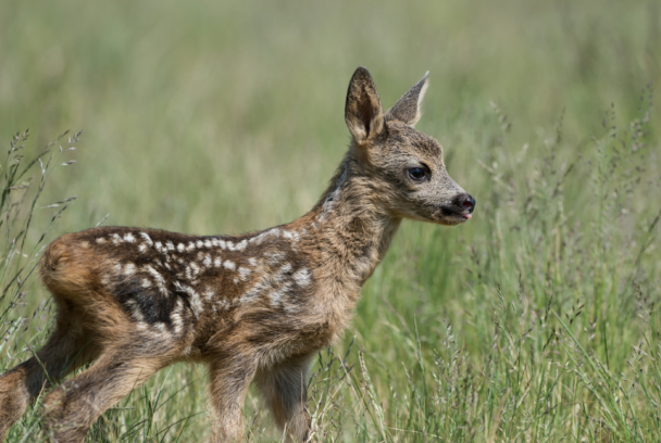 Adorables y salvajes: bebés animales