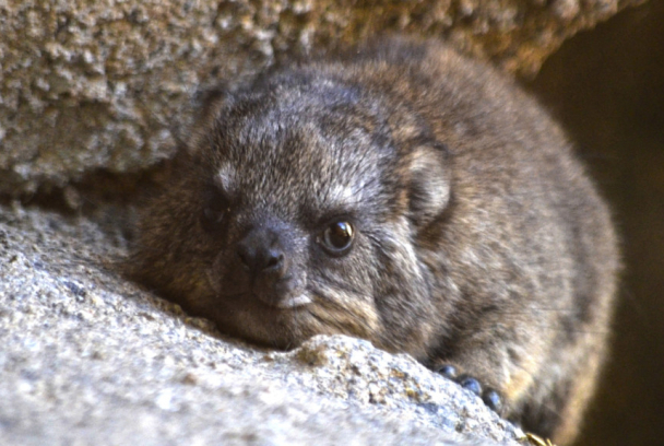 El damán roquero: un auténtico superviviente sudafricano