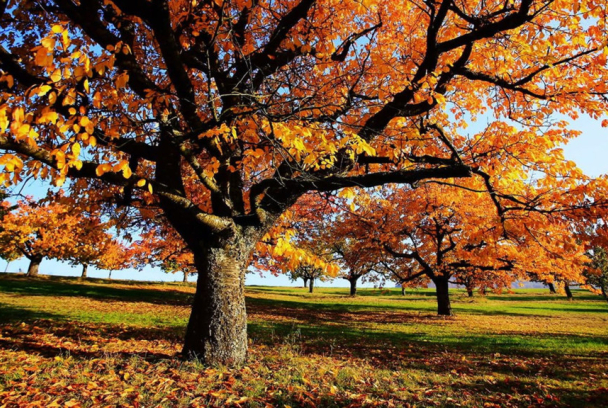 Otoño - Un mundo de colores