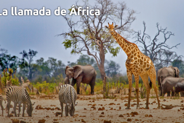 La llamada de África