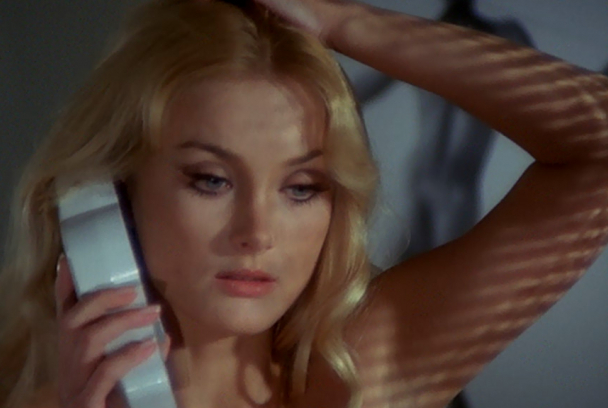 La tarántula del vientre negro