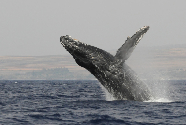 Cuando ballenas y tortugas nos muestran el camino