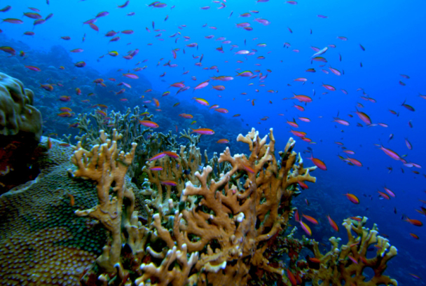 Odisea en el Océano