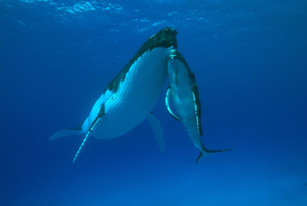 Cachalotes: gigantes del mar