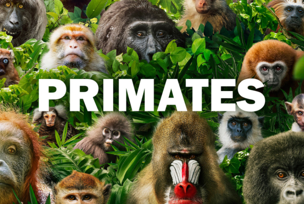 Primates