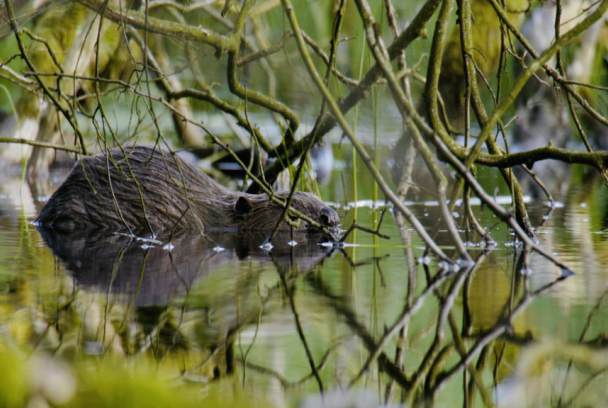 Construcción en el reino animal