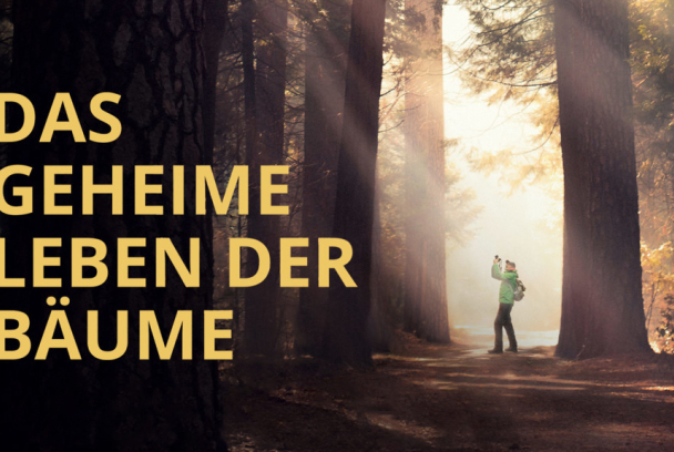 La vida secreta de los árboles