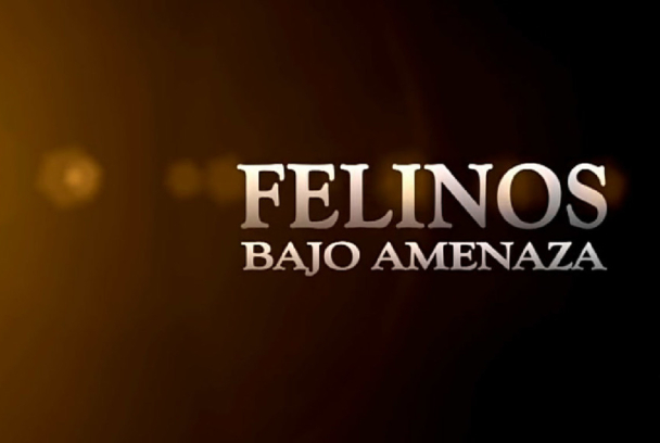 Felinos bajo amenaza