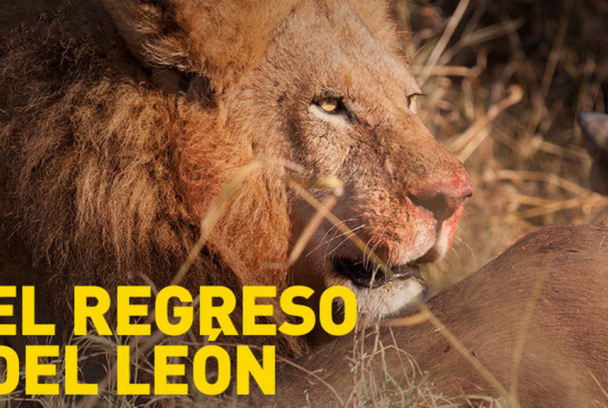 El regreso del león