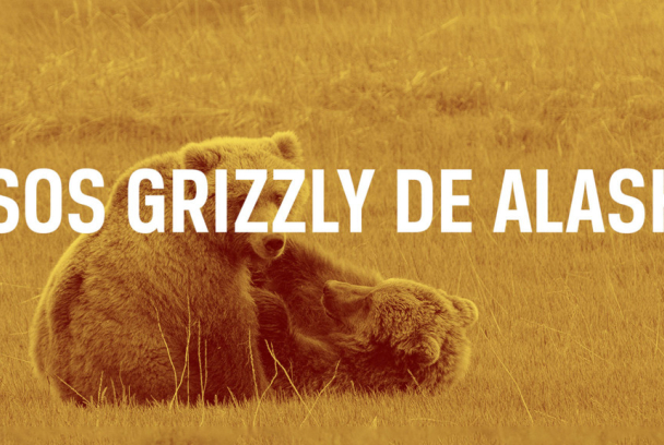 Encuentros con los osos grizzly con Chris Morgan