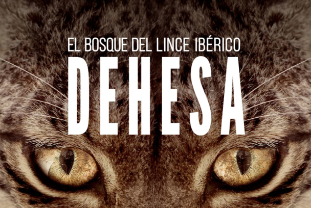 Dehesa, el bosque del lince ibérico