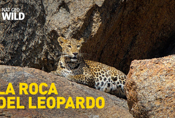 Sauf le respect que je vous dois