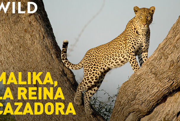 Malaika, la leoparda cazadora