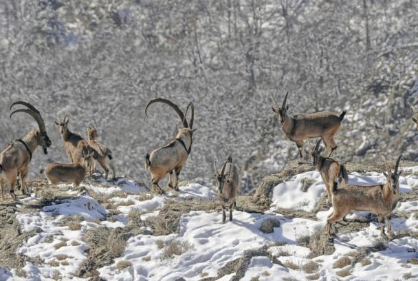 Cabras y ovejas: una historia fascinante