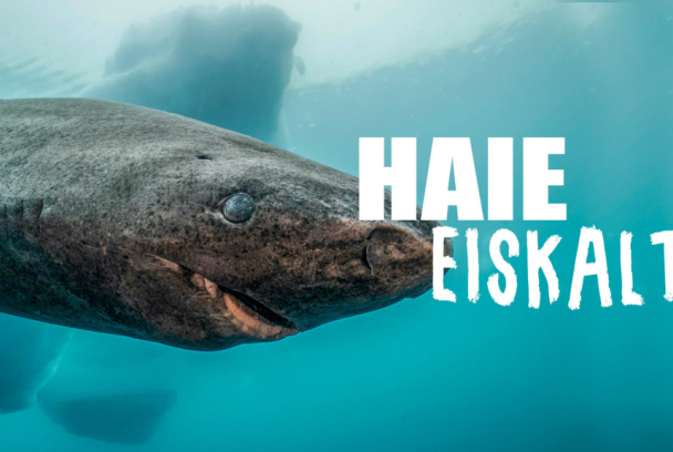 Tiburones del norte helado