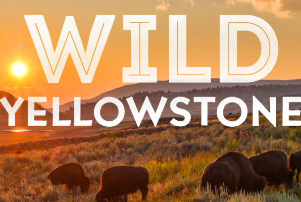 Yellowstone Salvaje