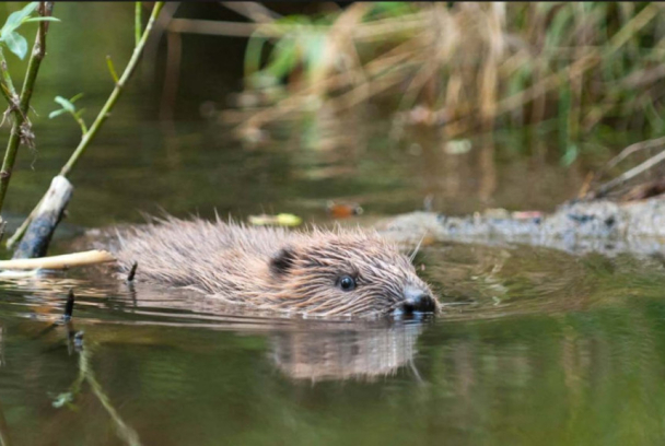 Vuelven los castores