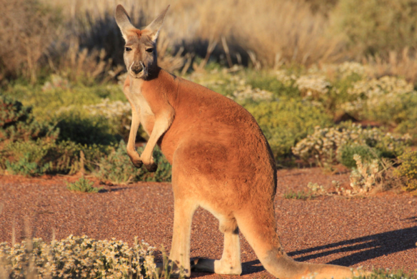 Sexo en el mundo animal