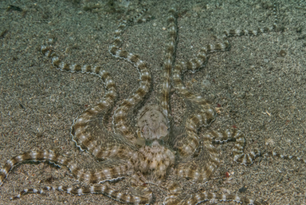 Cefalópodos, el reino de las ventosas