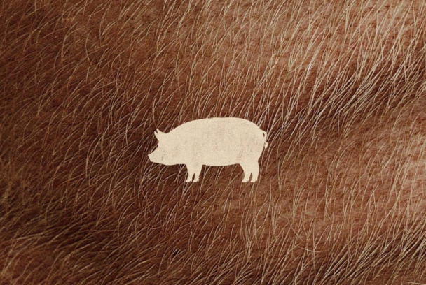 Pig