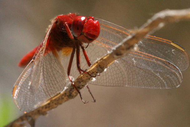 Mi río de libélulas