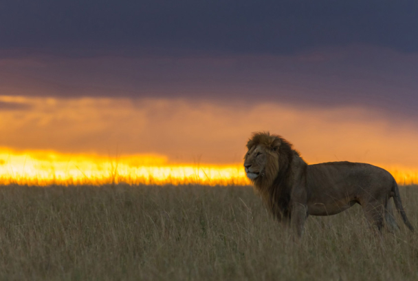 Los cazadores nocturnos de África