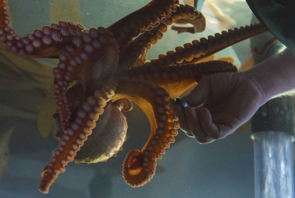 Contactos con un pulpo gigante del Pacífico