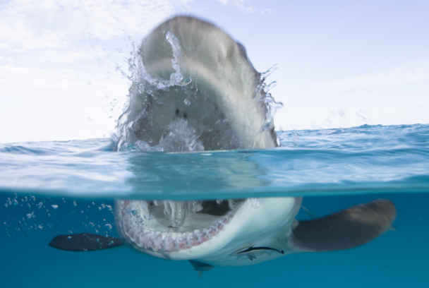 Perdidos entre tiburones