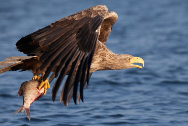 El delta del Oder. Un espacio natural sin frontera