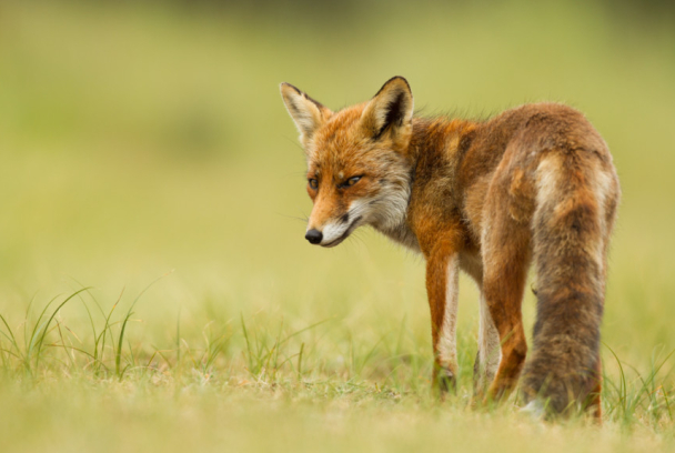 El príncipe del bosque