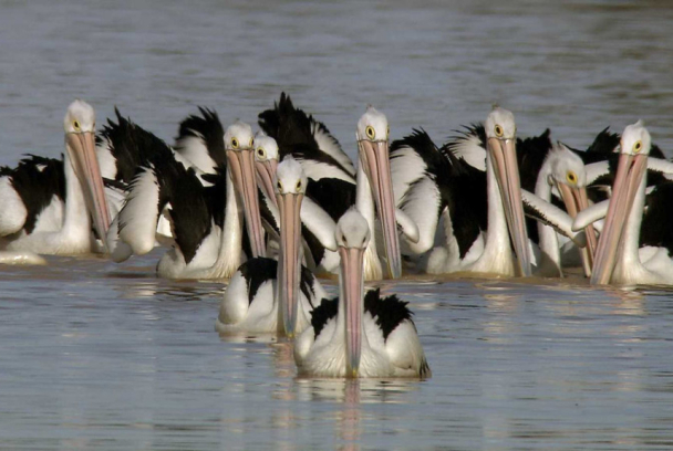 El viaje de los pelícanos