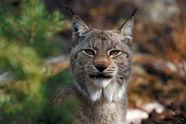 Escandinavia salvaje