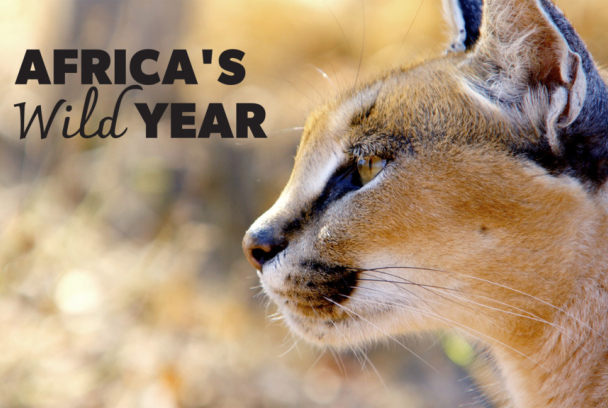 África, las cuatro estaciones