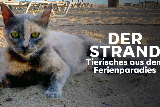 La playa, la vida salvaje alrededor de la sombrilla